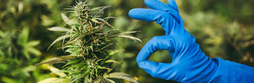 Consecuencias legales cultivar marihuana